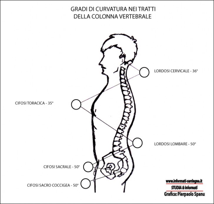 Anatomia La Colonna Vertebrale Portale Di Reportage Sulla Sardegna